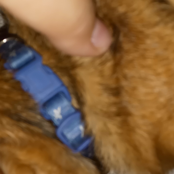 Blue w/palm trees dog collar - Picture 3 of 4